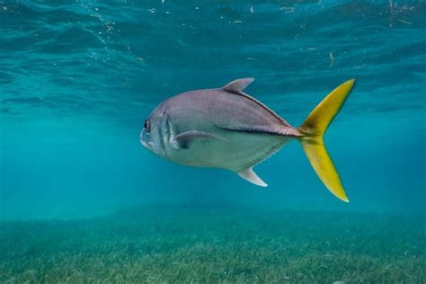 16 Types of Jack Fish Every Angler Should Know.